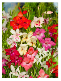 Finger Paint Gladiolus Mixture