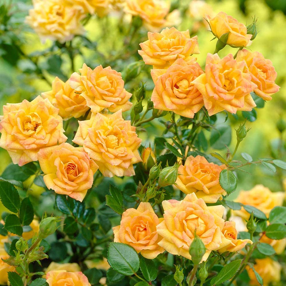 Polyantha roses grown from bonsai seeds with various flower types and compact growth
