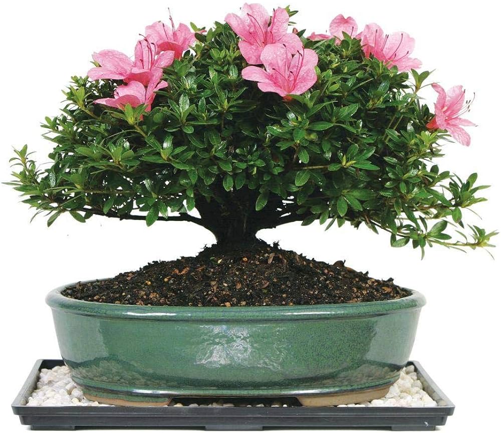 Azaleas grown from 12-variety bonsai seeds with a mix of vivid colors and small blooms