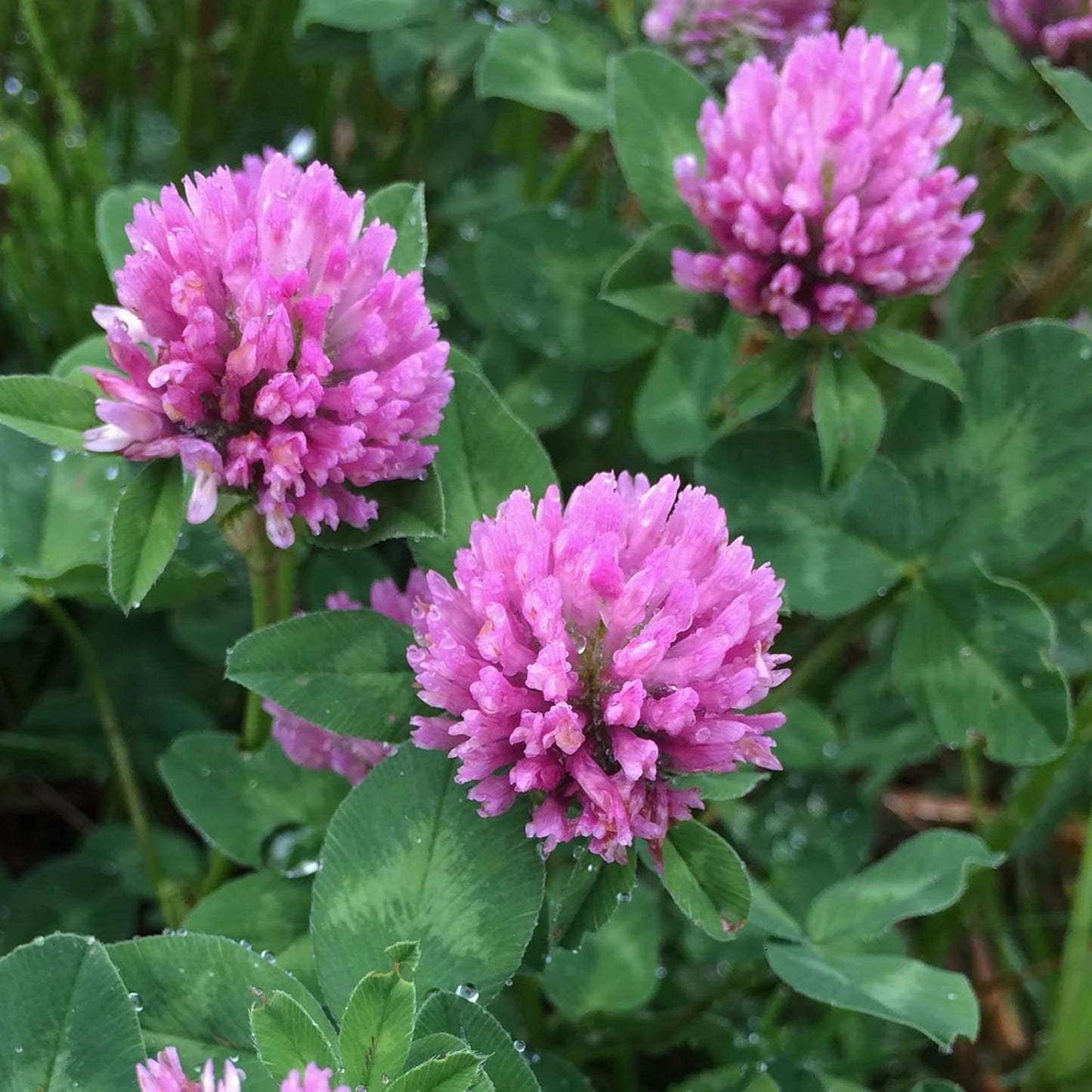 Heirloom Non-GMO Meadow Clover Flower Seeds for planting in home garden
