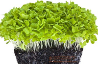 Chinese Cabbage, Tokyo Bekana Microgreen