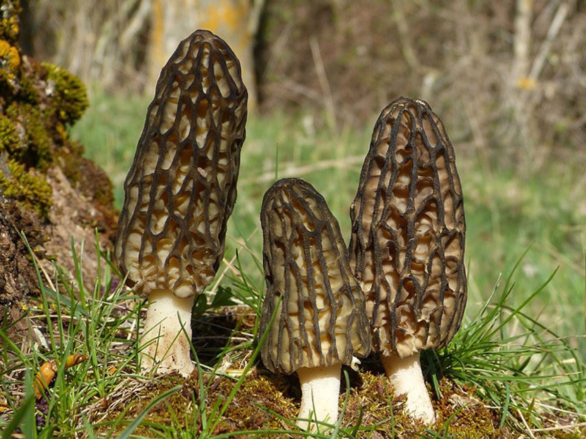 Black Morel Mushroom Gourmet Edible Fungi Seeds
