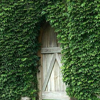 Ivy Plant Seeds for Lush, Verdant Greenery 100 pcs