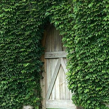 Ivy Plant Seeds for Lush, Verdant Greenery 100 pcs