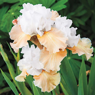 Champagne Elegance Reblooming Bearded Iris Seeds