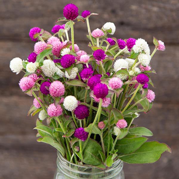 Globe Amaranth- Tall Mix