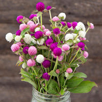 Globe Amaranth- Tall Mix