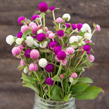 Globe Amaranth- Tall Mix