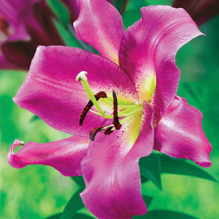 Purple Lady Lily Tree Seeds