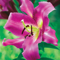 Purple Lady Lily Tree Seeds