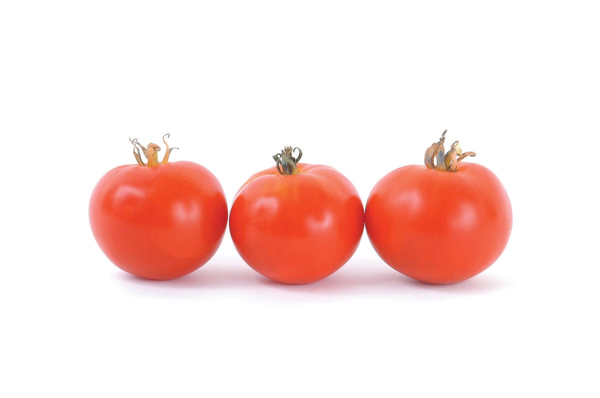 Oregon Spring – Organic Tomato Seed