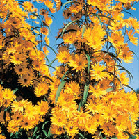 Maximilian Sunflower