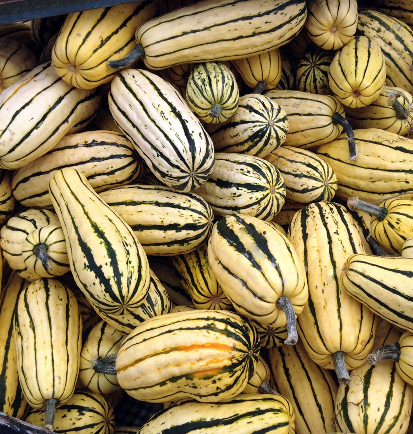 Delicata JS – Organic Delicata Squash Seed
