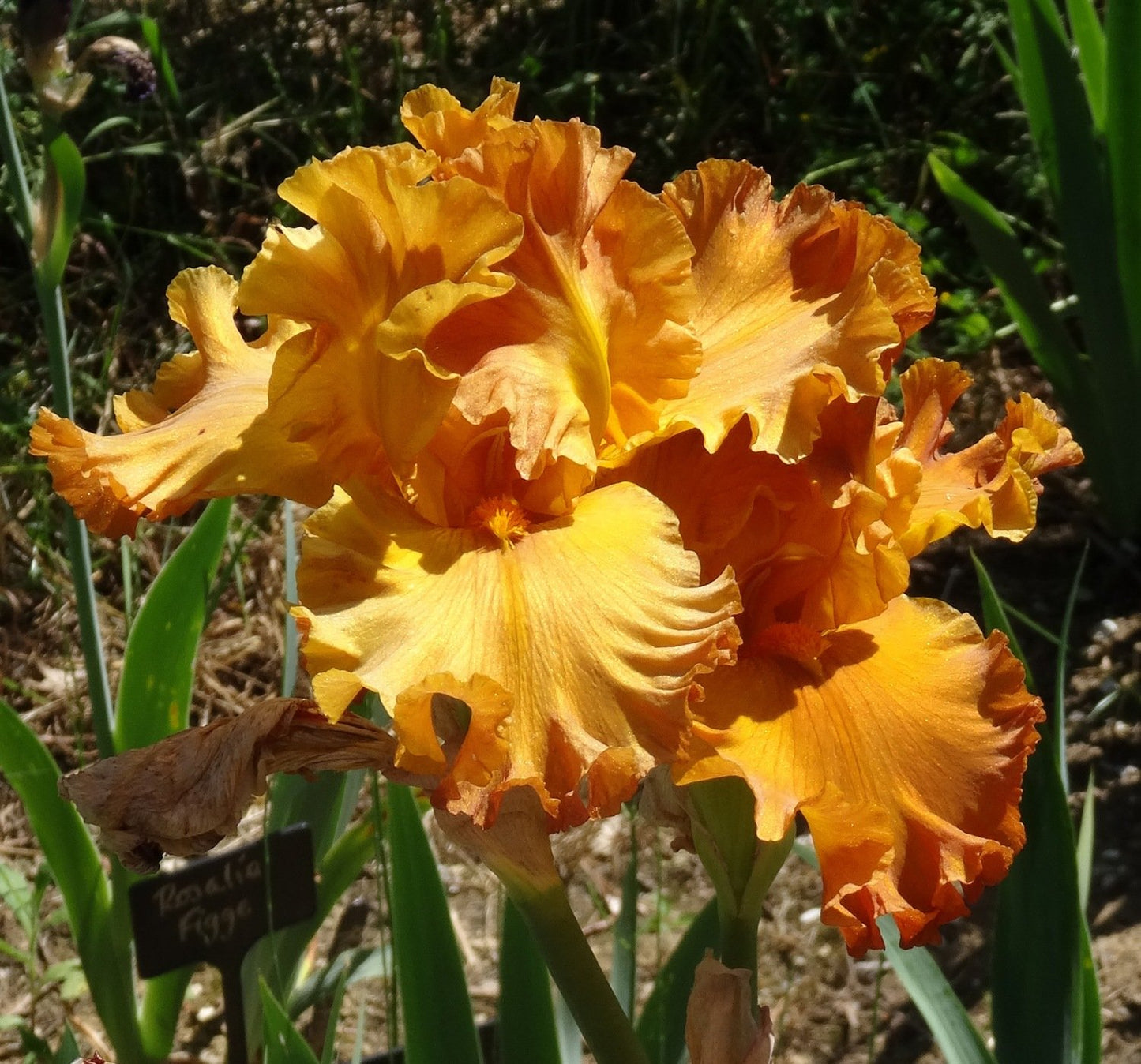 Golden Panther Bearded Iris Seeds