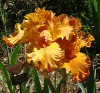 Golden Panther Bearded Iris Seeds