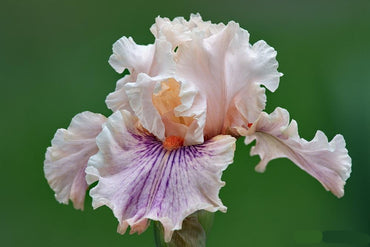 Center Line Bearded Iris Seeds