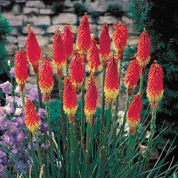 Red Hot Poker