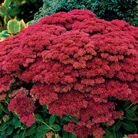 Autumn Joy Sedum