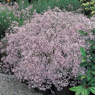 Pink Baby's Breath