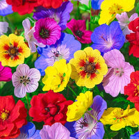 Colour Festival Mixture