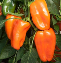 Glow – Organic Pepper Seed
