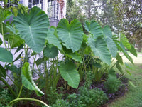 Heirloom Colocasia Elephant Ear Plant Seeds for Planting, Non-GMO - Colocasia for planting in home garden