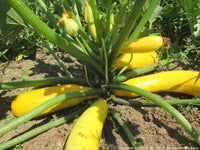 Squash Golden Yellow  Vegetable Seeds
