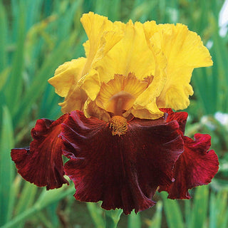 Kathy Chilton Bearded Iris Seeds