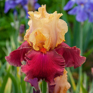 Frimousse Bearded Iris Seeds