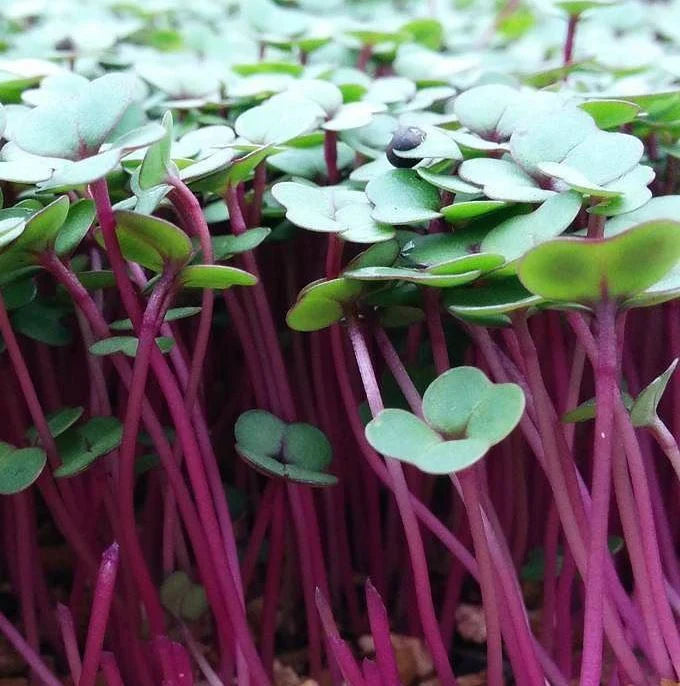 Kale, Purple Reign – Microgreen Seed