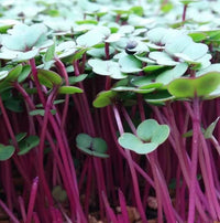 Kale, Purple Reign – Microgreen Seed