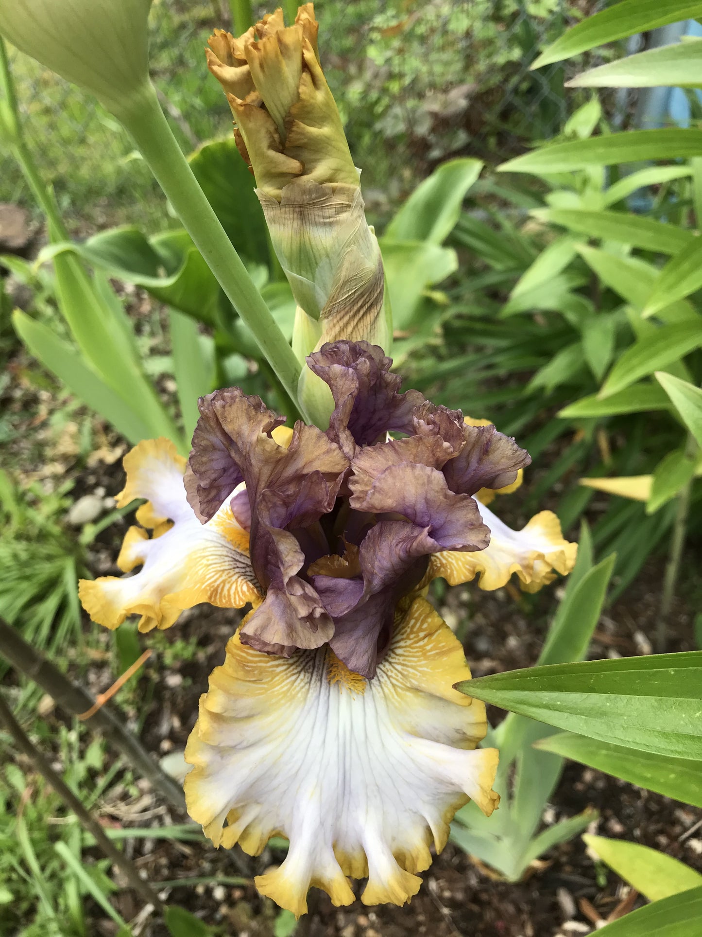 Monsoon Moon Bearded Iris Seeds