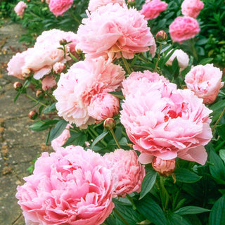 Sarah Bernhardt Peony