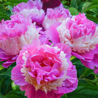 Sorbet Peony