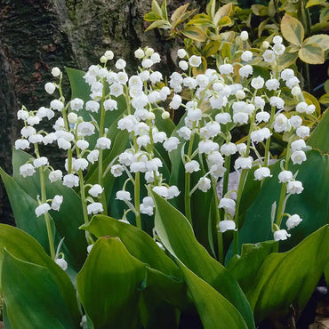 Bridal Choice Lily-of-the-Valley