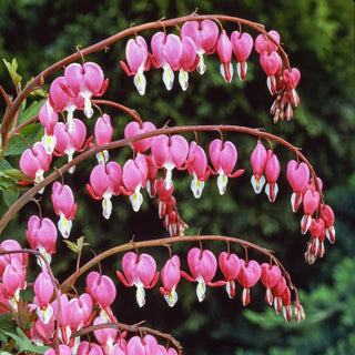 Old-Fashioned Bleeding Heart