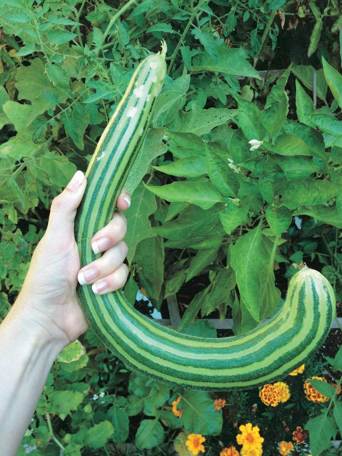 Striped Armenian – Cucumber Seed