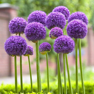 Gladiator Allium Seeds