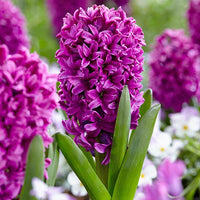 Miss Saigon Hyacinth Seeds