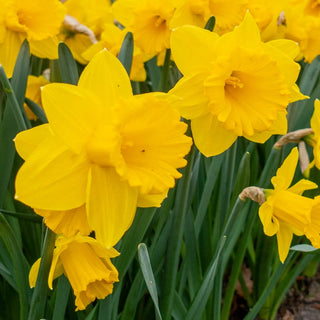 Exception Daffodil Seeds