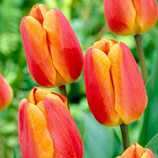 Oxford Elite Perennial Tulip Seeds