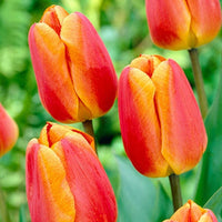 Oxford Elite Perennial Tulip Seeds