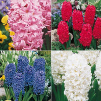 Giant Hyacinth Collection Seeds
