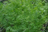 Hera – Organic Dill Seed