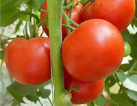 Glacier – Organic Tomato Seed