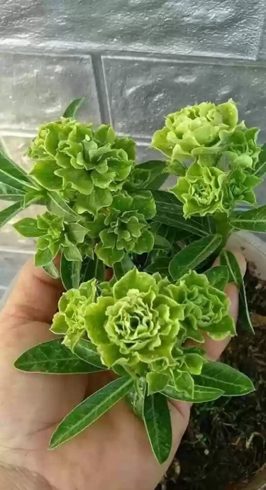 Heirloom Non-GMO Light Green Adenium Obesum Flower Seeds for Planting – Desert Rose Seeds