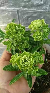 Heirloom Non-GMO Light Green Adenium Obesum Flower Seeds for Planting – Desert Rose Seeds