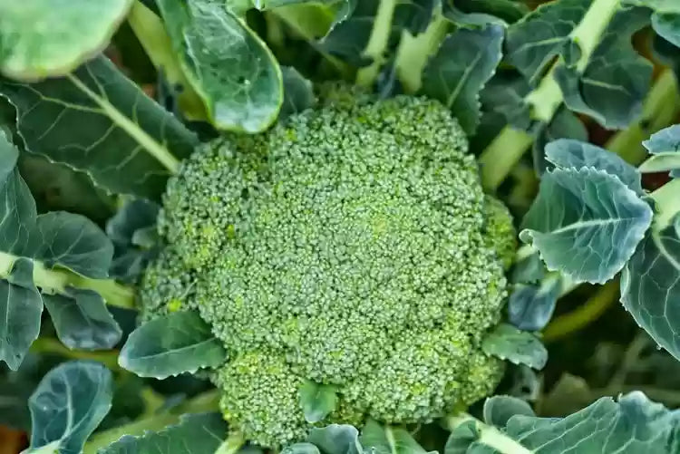 Green Magic – Broccoli Seed