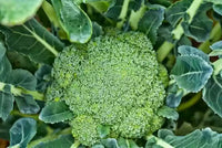 Green Magic – Broccoli Seed