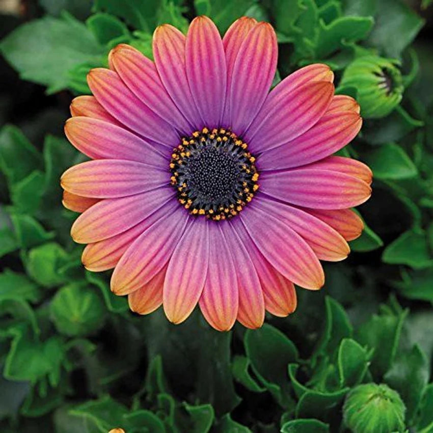 Organic Heirloom Non-GMO Orange & Blue William Osteospermum Seeds for Planting